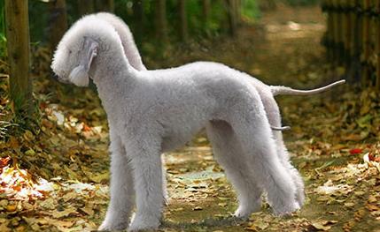 城市禁养,长得又丑,网友:狗没狗样,羊没羊样