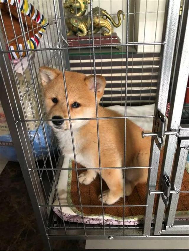 柴犬吃不胖的四个原因,铲屎官斥巨款养柴猪,没想到柴犬还是瘦!|狗狗|柴犬|狗子_新浪新闻