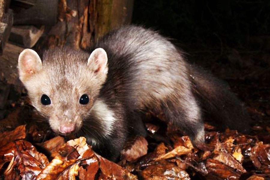 在人类的住宅区附近),美洲貂,以及黄喉貂和格氏貂(生活于亚洲南部)