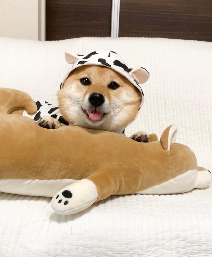 今日份可爱 柴犬hana