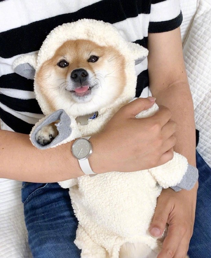 今日份可爱 柴犬hana