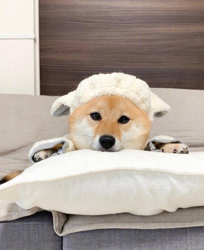 今日份可爱 柴犬hana