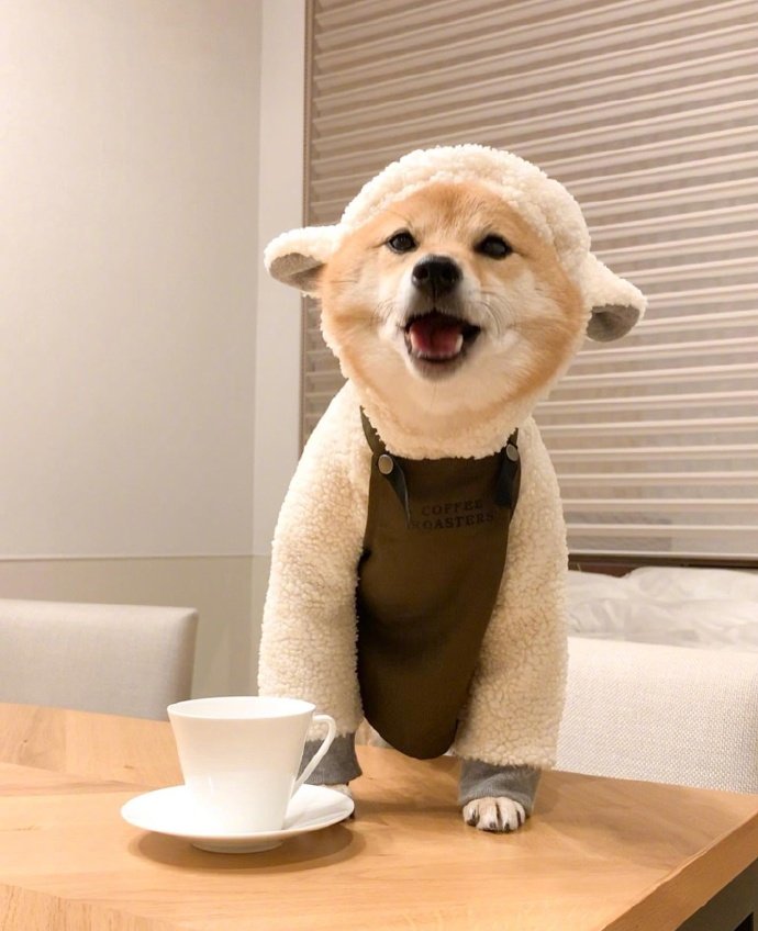 今日份可爱 柴犬hana