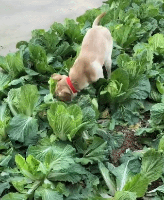 狗子跑菜地里拱白菜,光霍霍不吃,铲屎官:我留着过年的大白菜啊