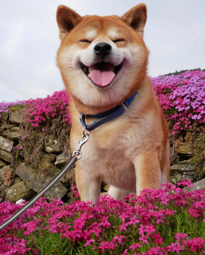 国外网友家的阿柴berry靠着笑容治愈了超多人