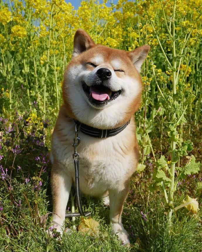 国外网友家的阿柴berry靠着笑容治愈了超多人