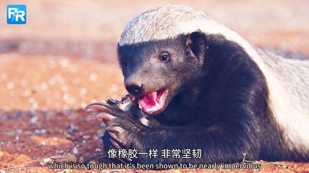 为什么蜜獾这么无所畏惧?