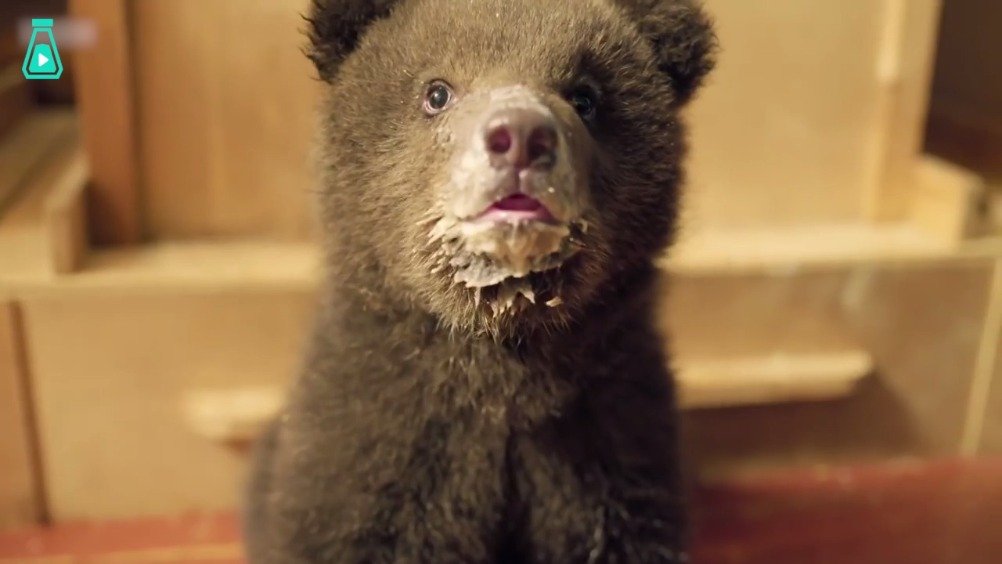 6只俄罗斯灰熊小宝宝,一出生就没有了妈妈,成了可怜的孤儿.