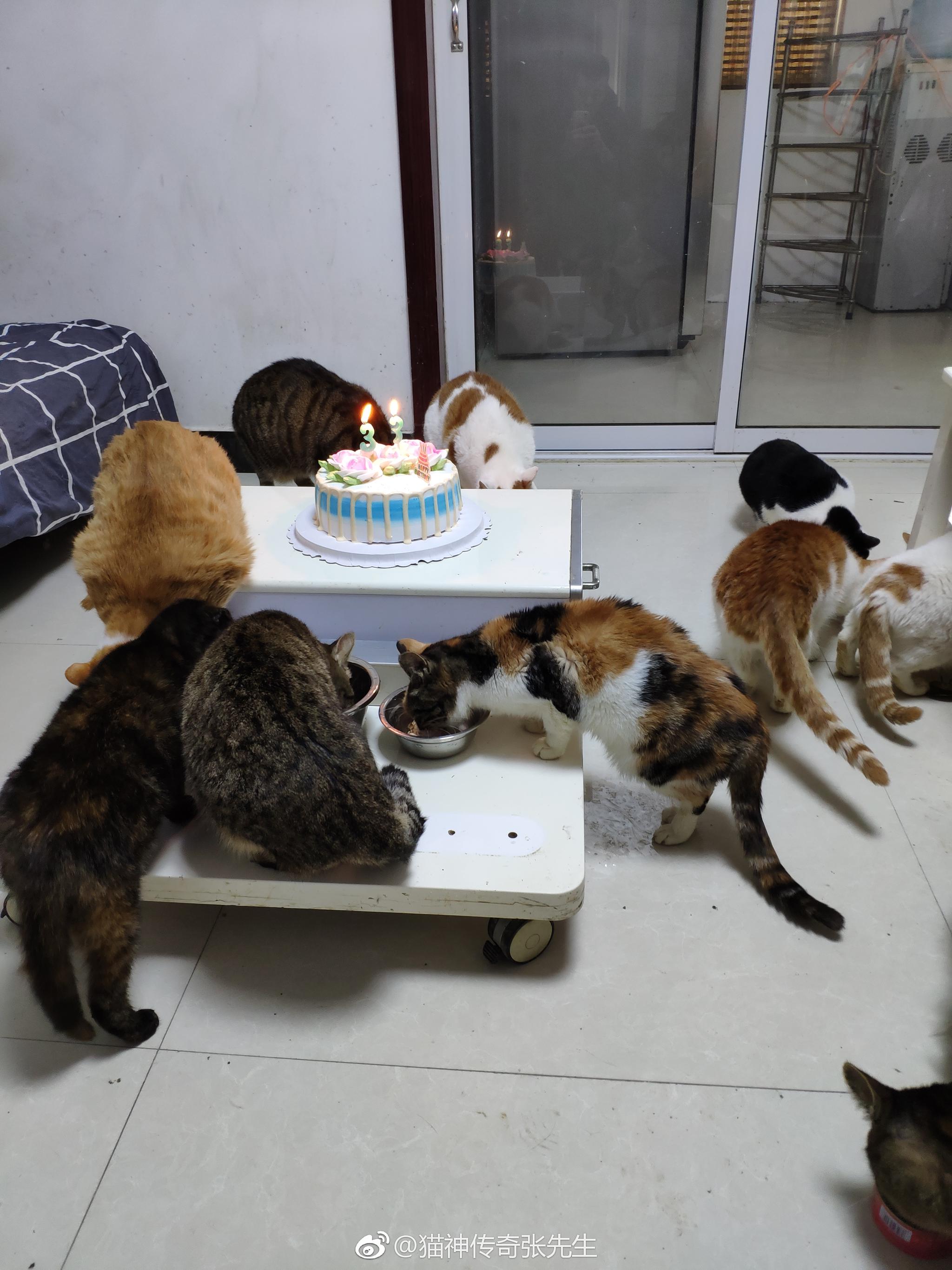 正月初四11 23 本人33周岁生日 和猫咪们一起庆生