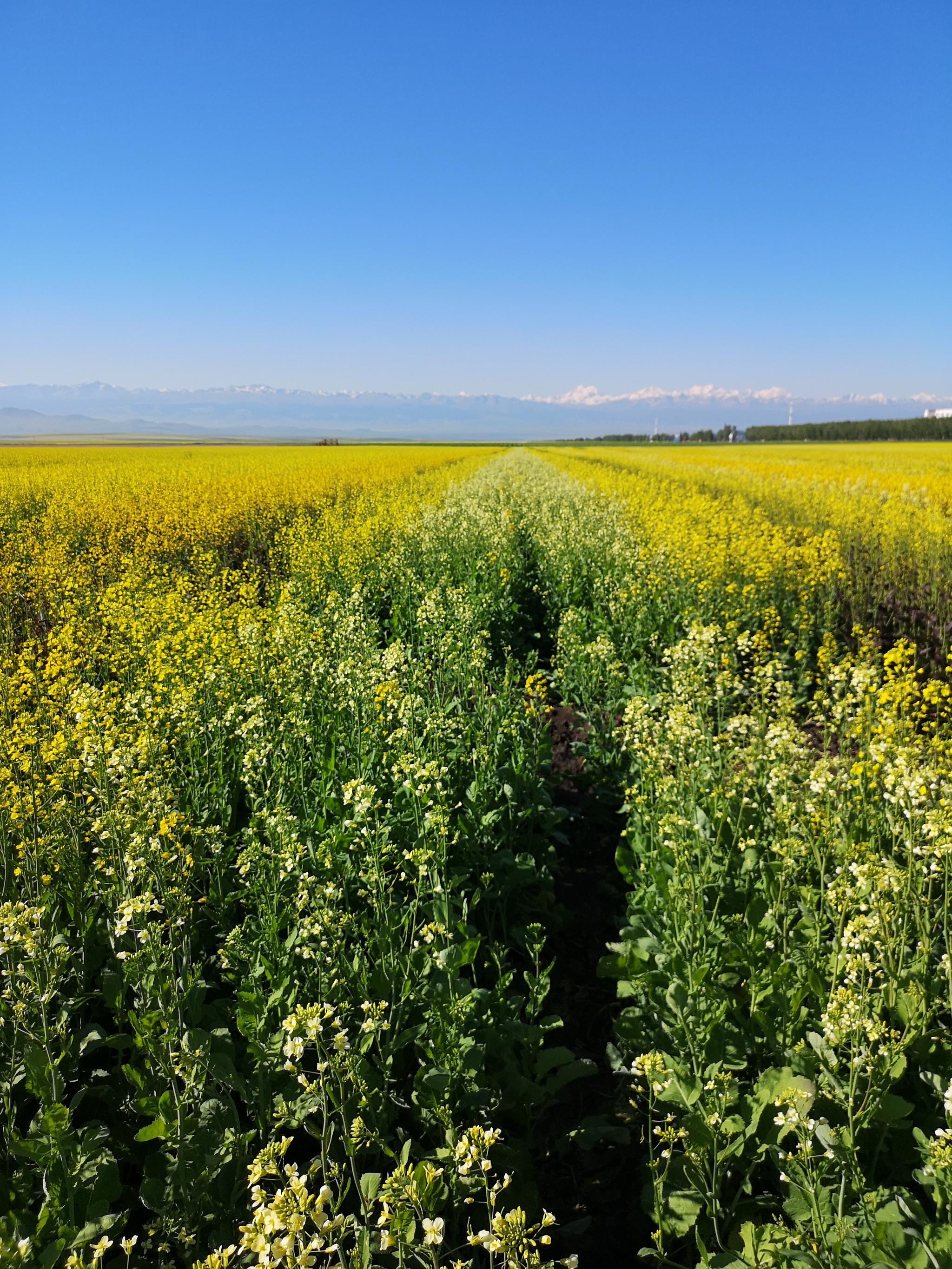 昭苏县雪山下的油菜花田