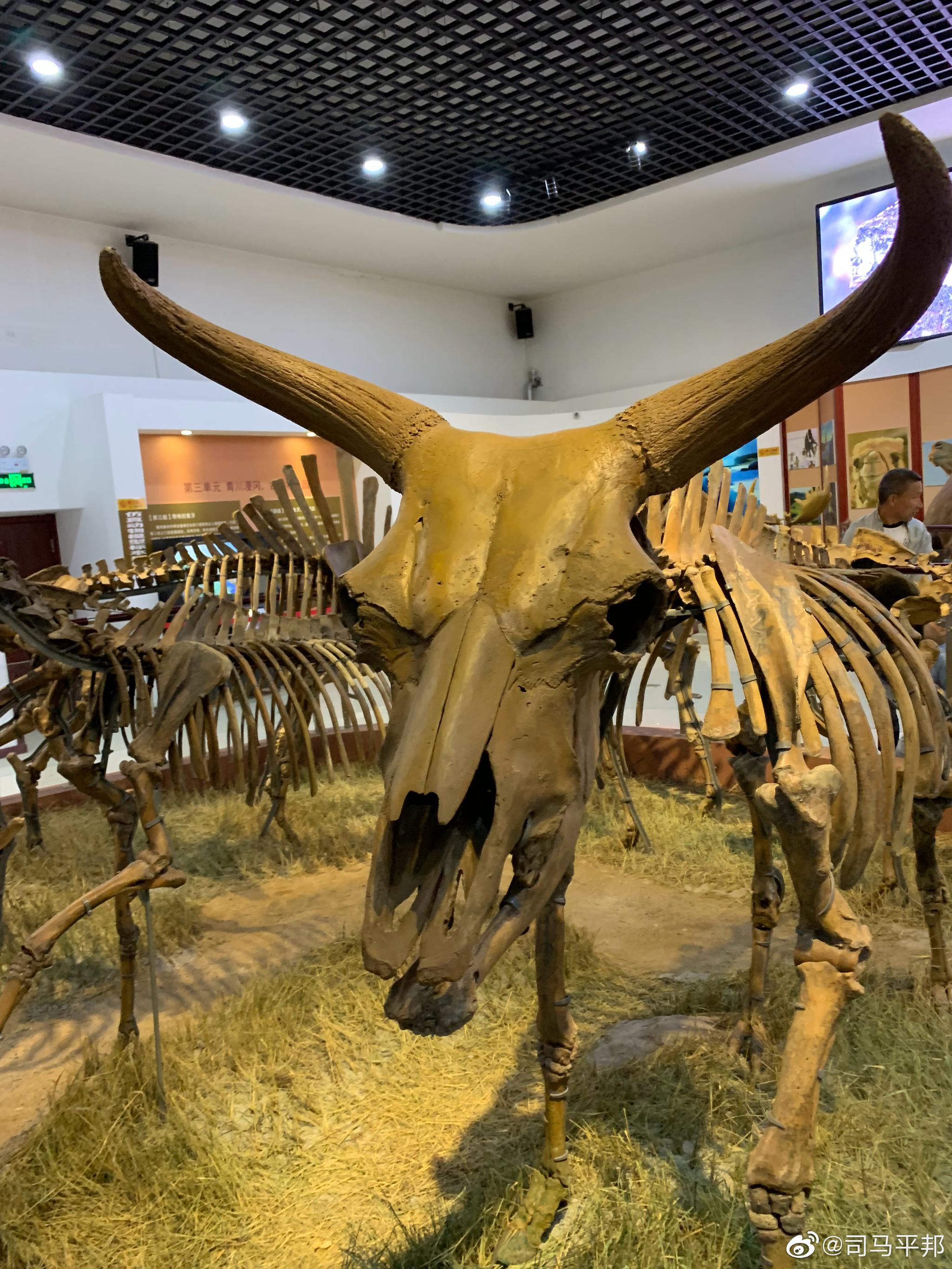 这个青冈县的第四纪古生物化古展馆(猛犸象博物馆)我已经是第二次来过