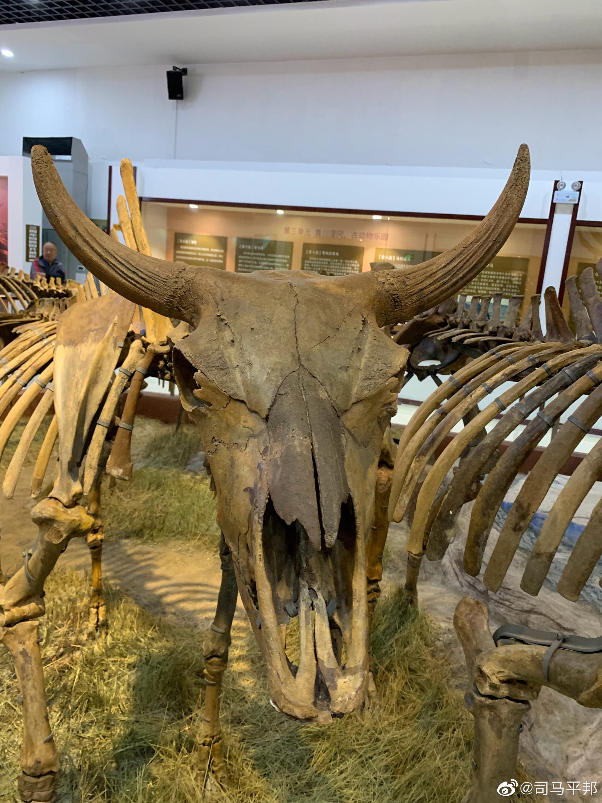 这个青冈县的第四纪古生物化古展馆(猛犸象博物馆)我已经是第二次来过