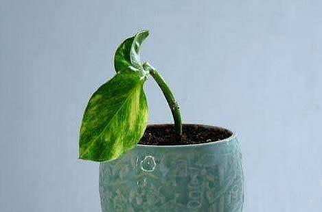 绿萝橡皮树可进行叶插繁殖,一般选用干净的沙子,将橡皮树隐芽轻轻插入