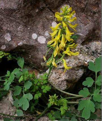 这个是岩石缝中才能找到黄连,民间常用它治肝炎,如今300元1斤