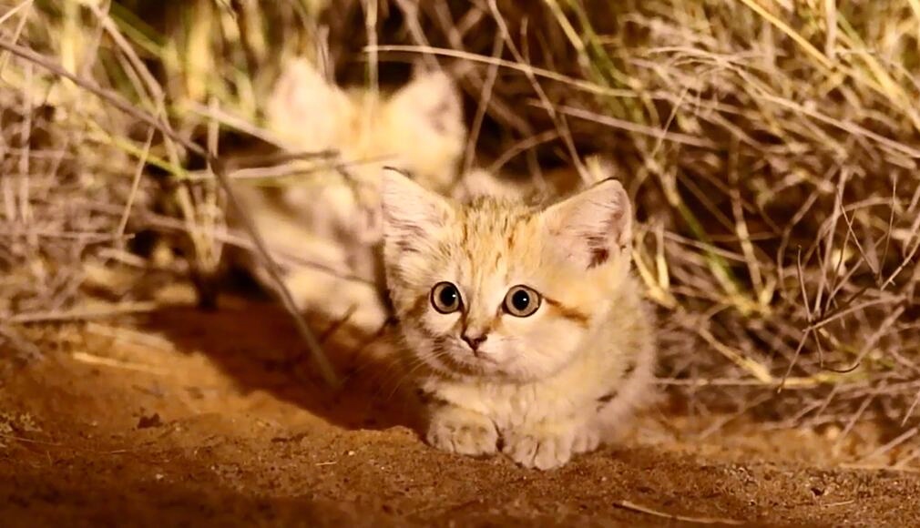 人类首次拍到野生环境中的小沙猫|潘瑟拉|猫|撒哈拉沙漠_新浪新闻