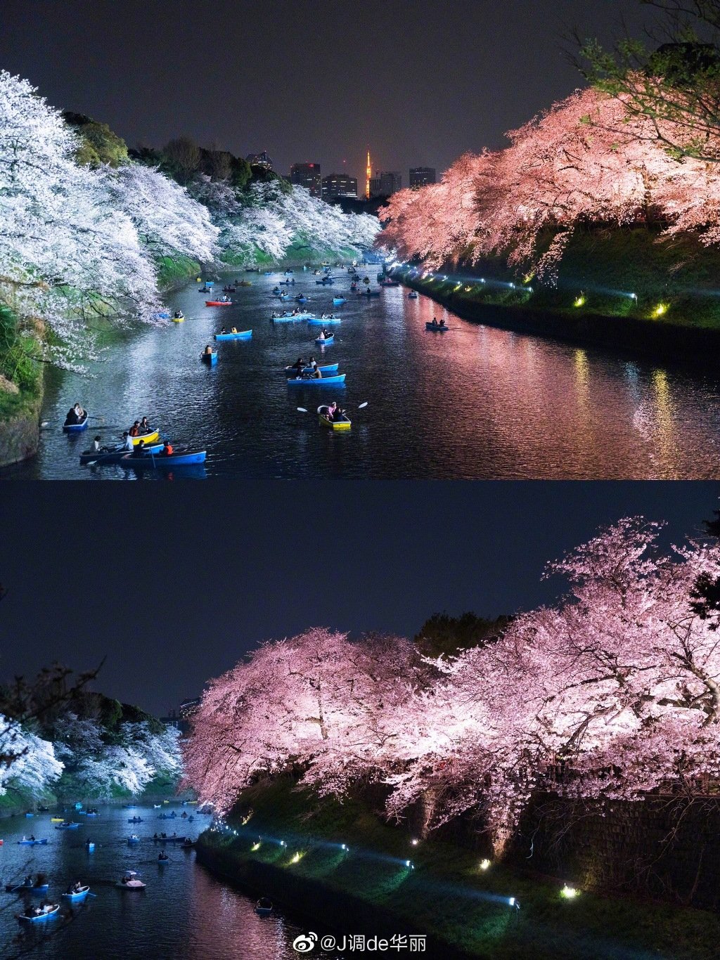 六义园、目黑川、千鸟渊、日本桥江户樱花隧道……在东京的夜晚|目黑川|千鸟渊|六义园_新浪新闻