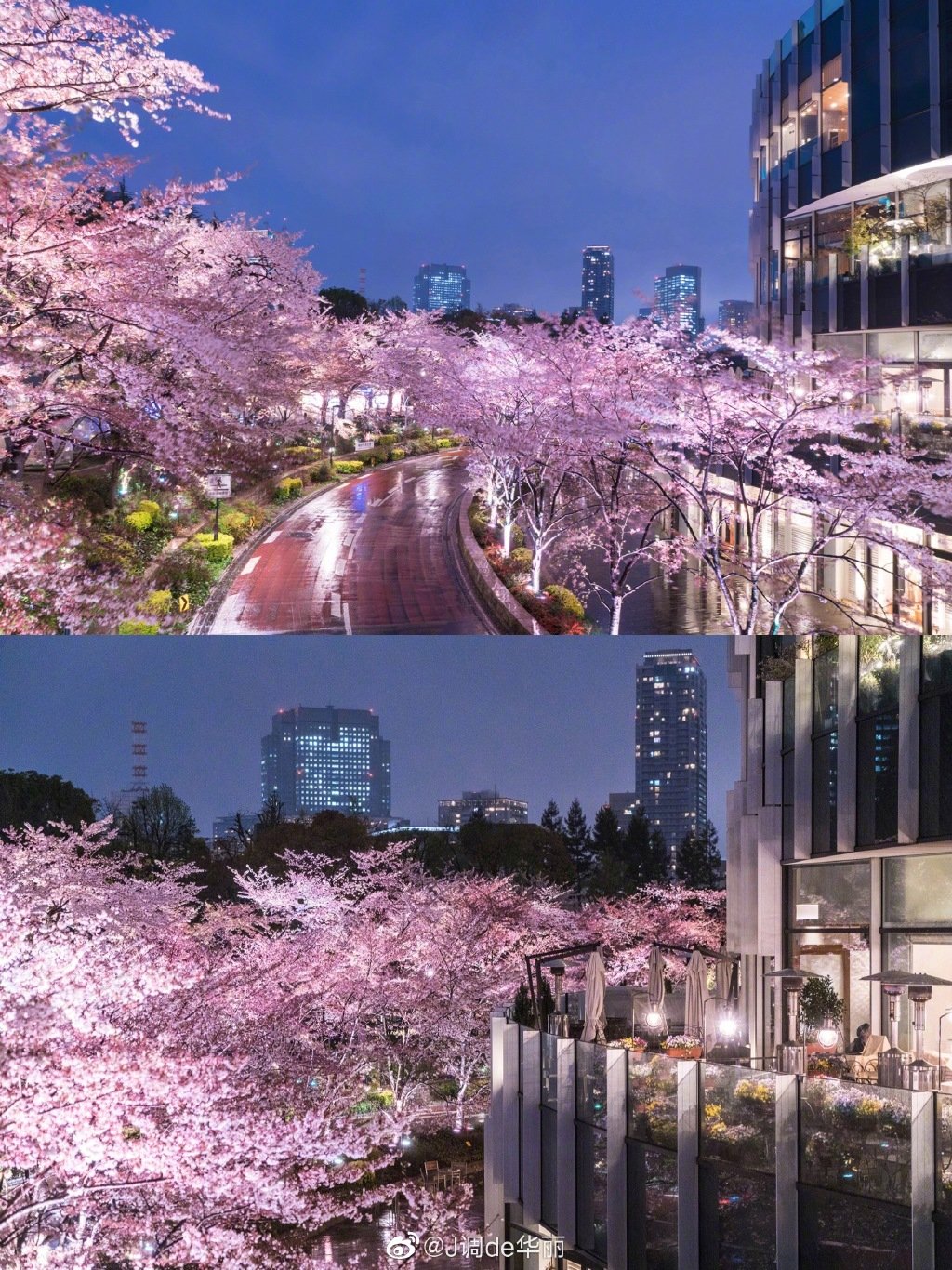 六义园、目黑川、千鸟渊、日本桥江户樱花隧道……在东京的夜晚|目黑川|千鸟渊|六义园_新浪新闻