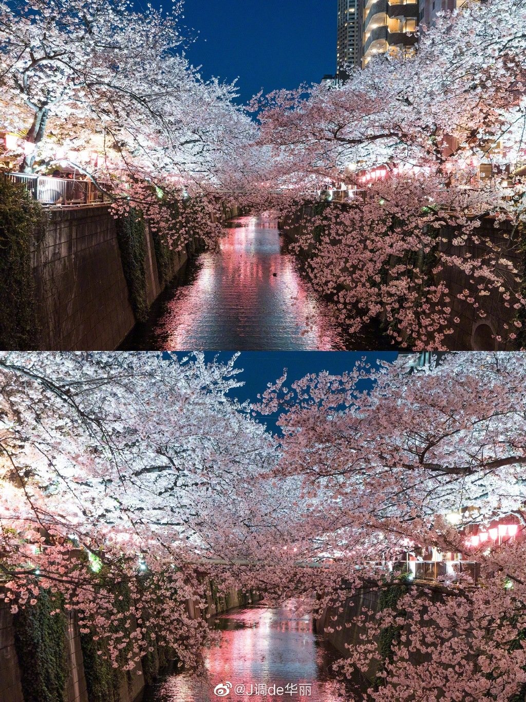 六义园、目黑川、千鸟渊、日本桥江户樱花隧道……在东京的夜晚|目黑川|千鸟渊|六义园_新浪新闻