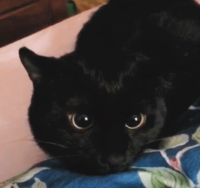 黑猫看到猎物瞳孔逐渐变黑,完全黑化后整只猫气质都变了!