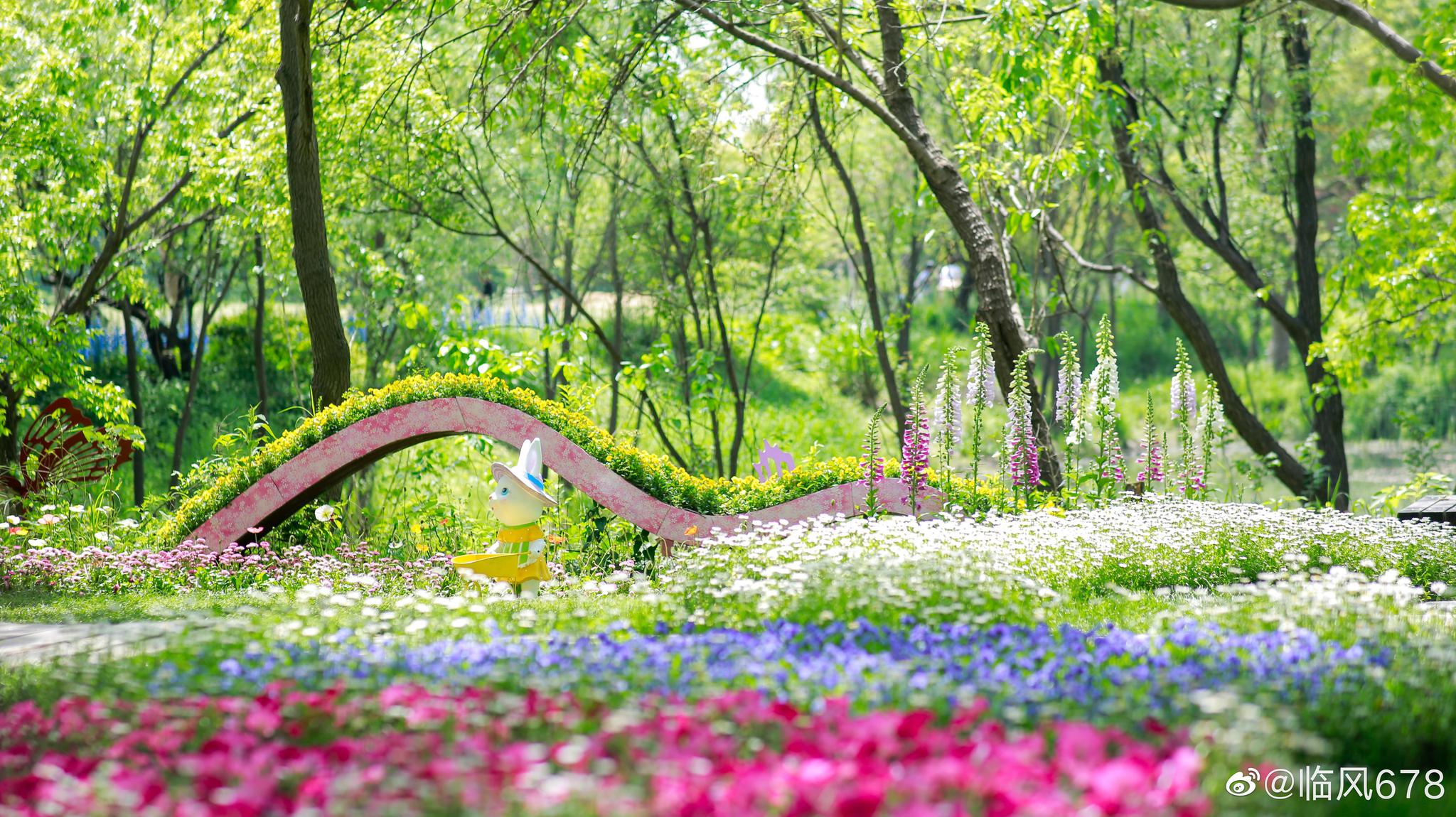 又是一年花开时 西溪湿地花潮节