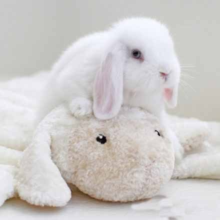 垂耳萌兔子,耳朵好大,好萌啊!我得心都要被融化了