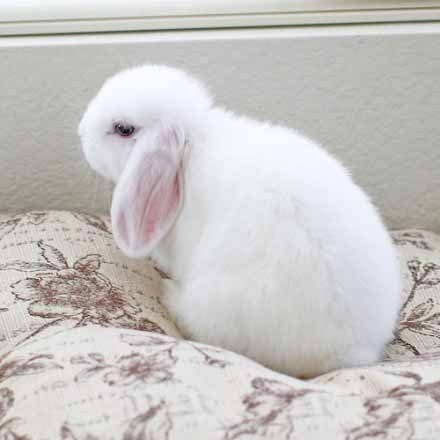 垂耳萌兔子,耳朵好大,好萌啊!我得心都要被融化了