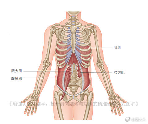 激活深层核心肌肉|肌肉|腰大肌|腰方肌_新浪新闻