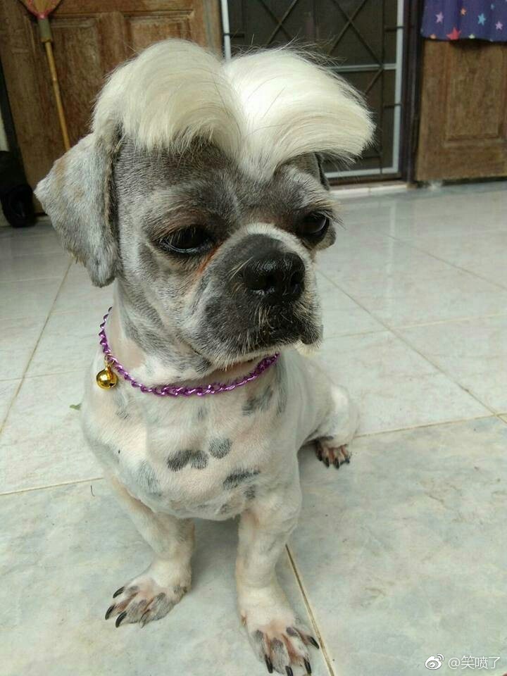 狗狗这中分发型,我能笑一年.