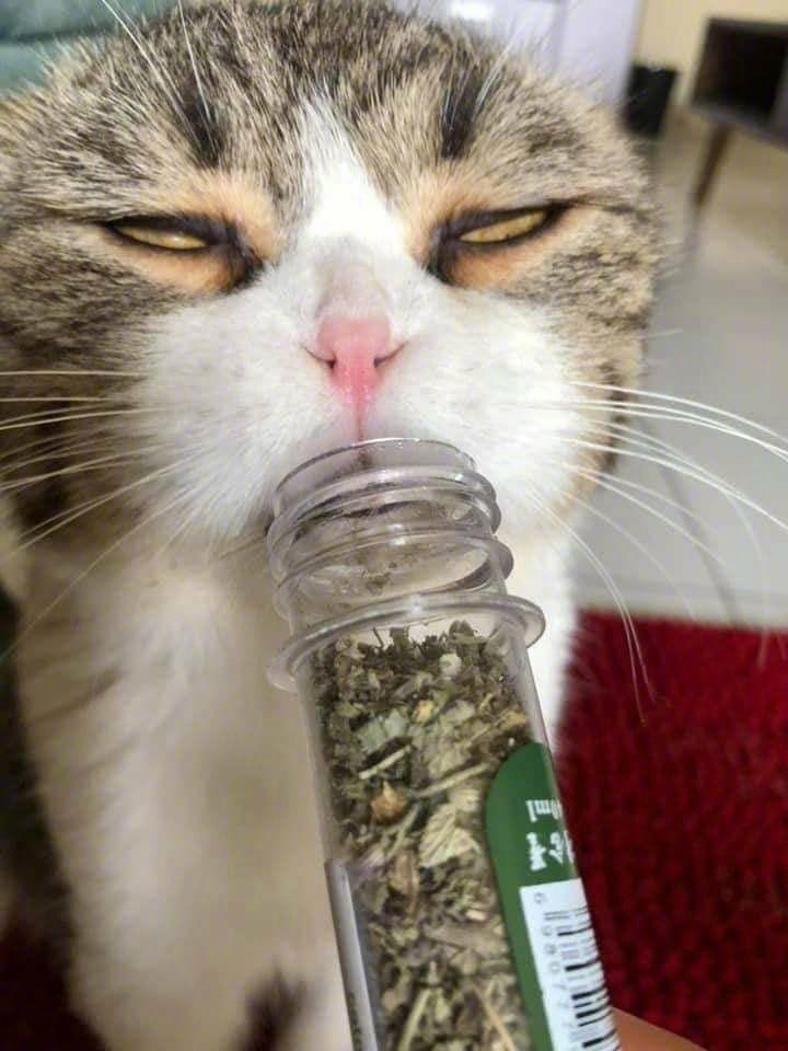 类似于人吸食大麻等毒品或产生奇怪的感觉 财经头条
