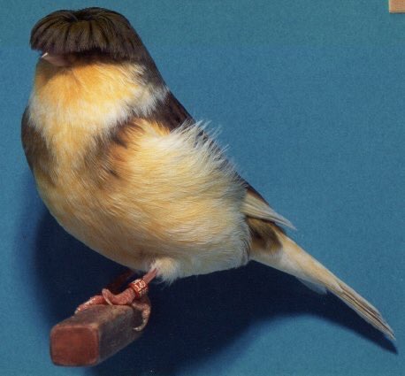 格鲁斯特芙蓉鸟繁殖图片