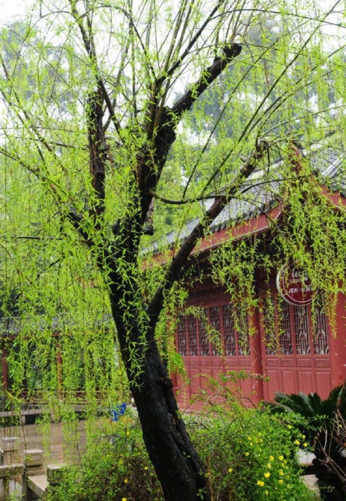 柳丝长 春雨细