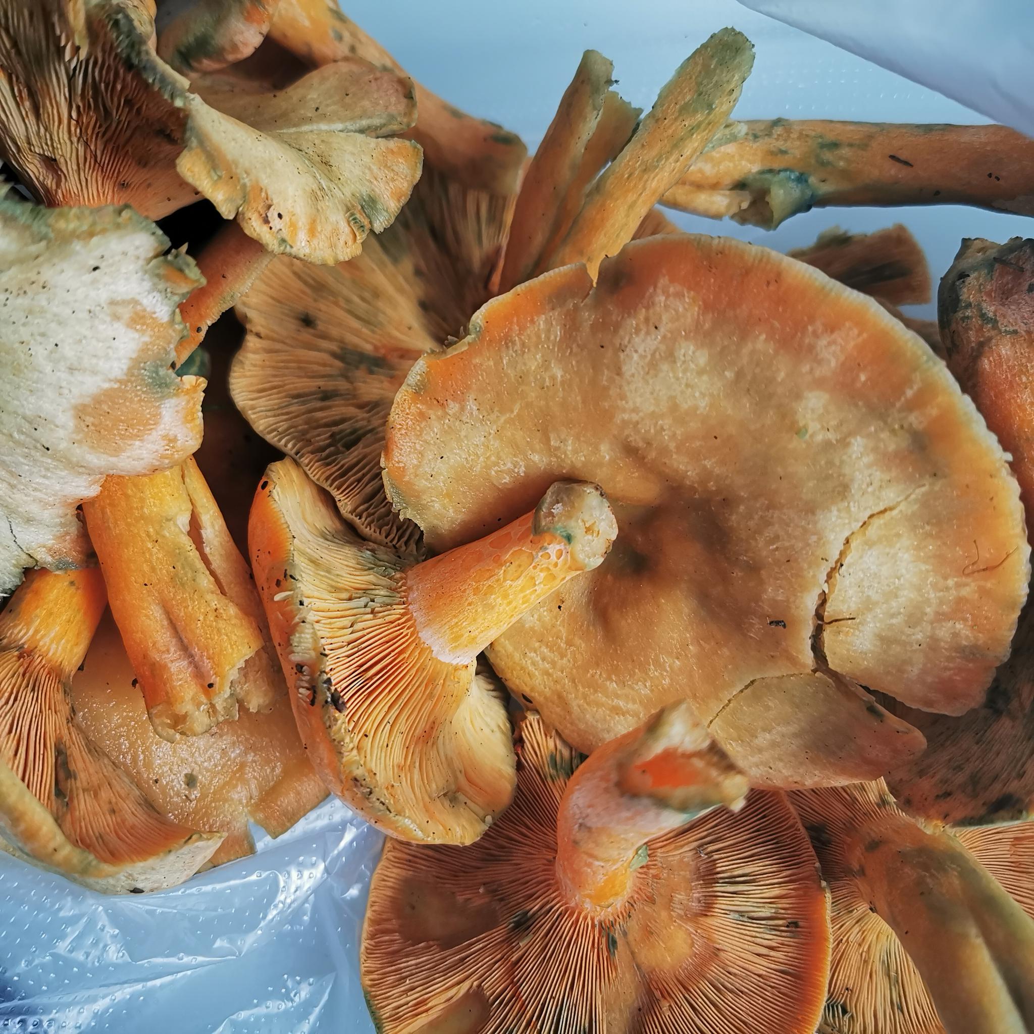 买到山民采摘的野生菌