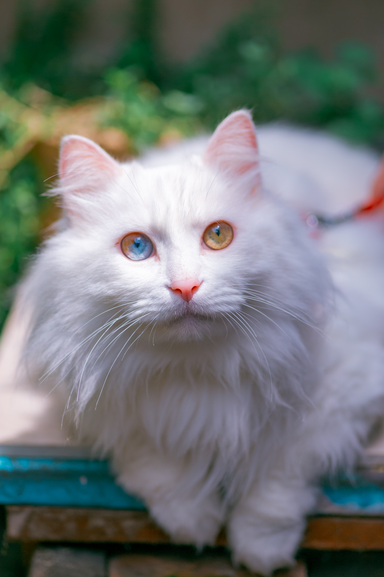 高龄长毛大白,异瞳又单眼异色,超美!