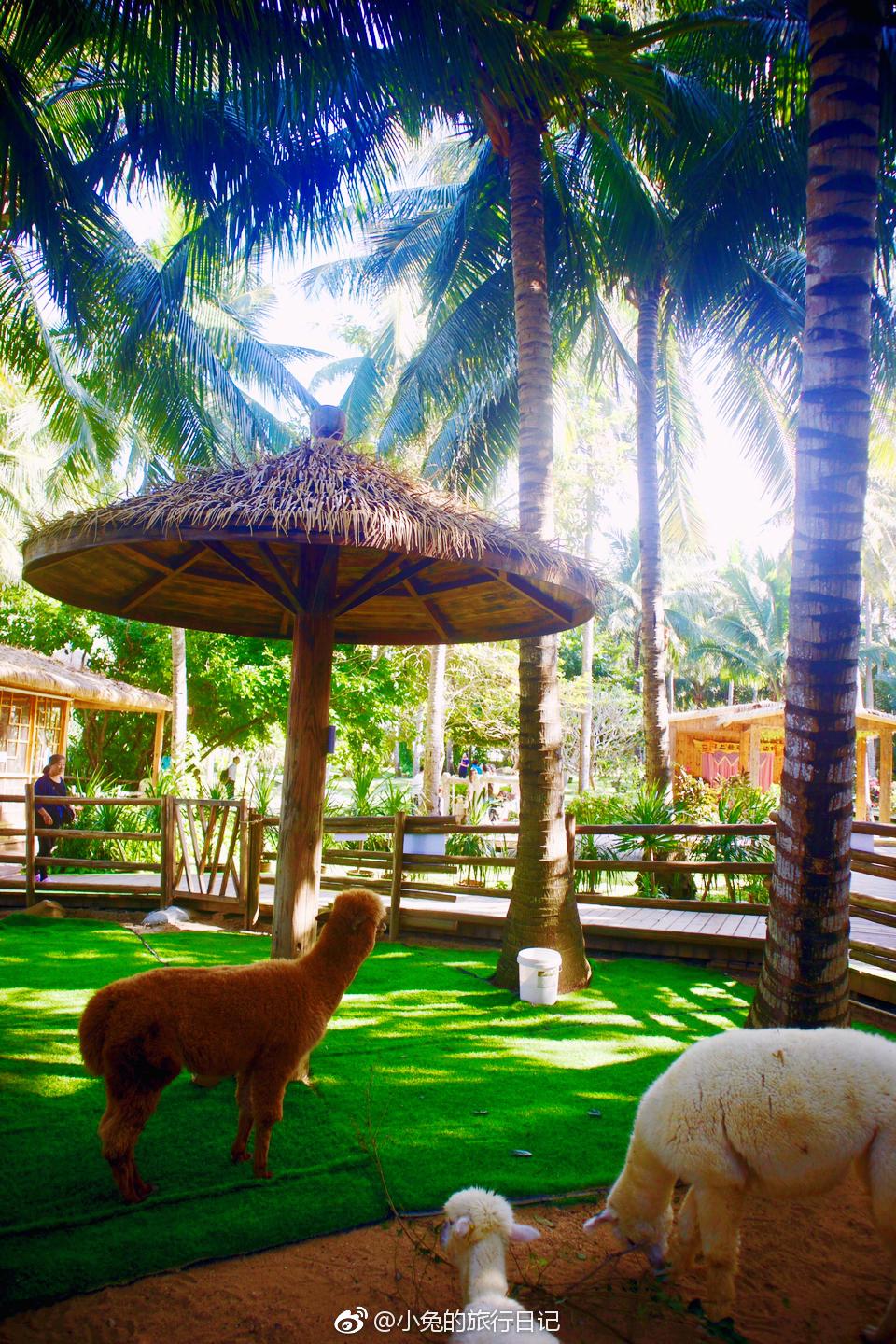 三亚蜈支洲岛岛上有一个小型的动物园有鸵鸟羊驼观赏鸽等