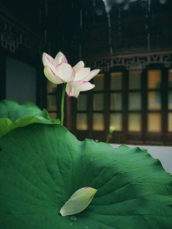 禅庭一雨后 莲界万花中 禅庭一雨后 莲界万花中