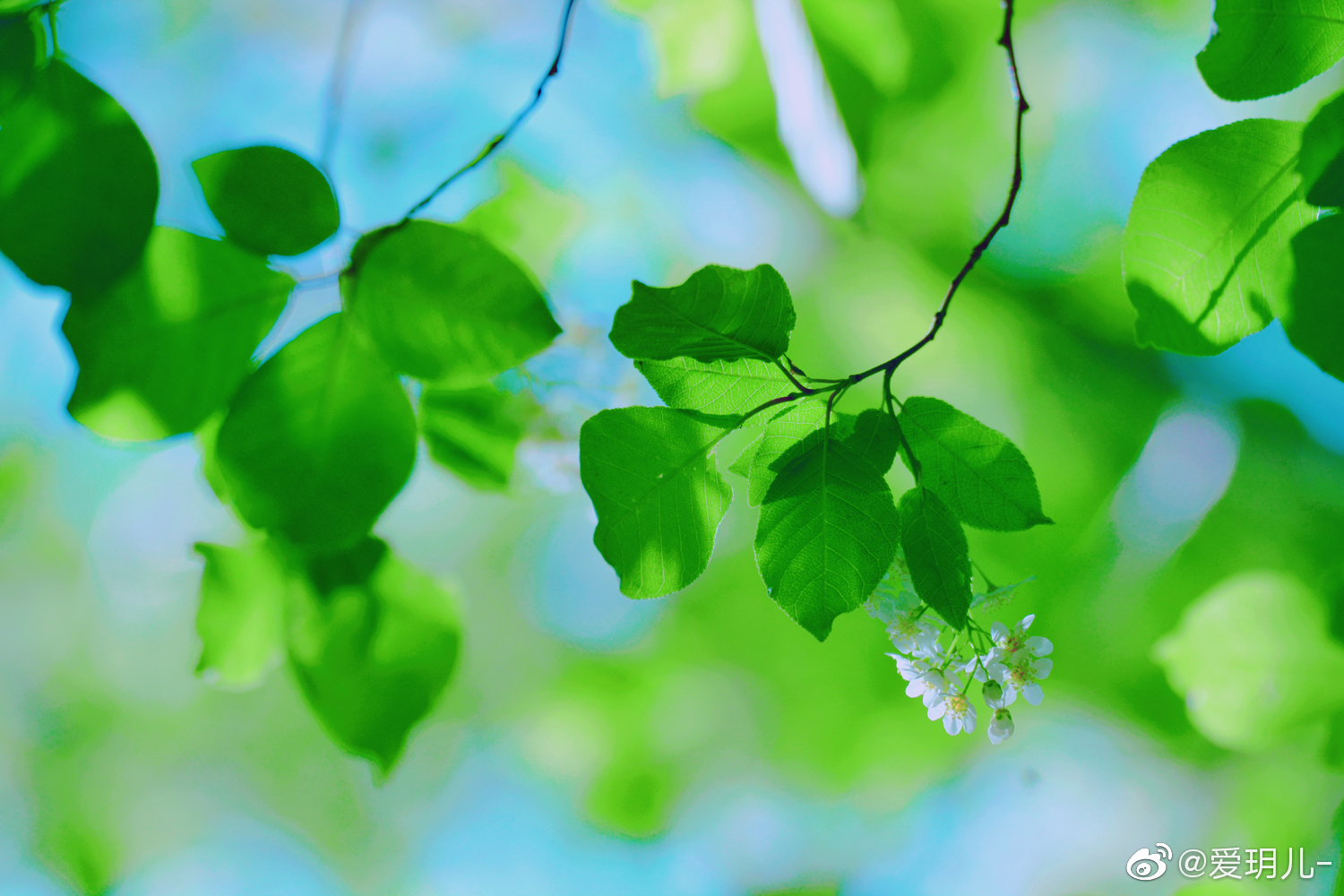 稠李的叶子清新美丽,原创摄影@中国图库冯飞燕 @中国图库tukuchina
