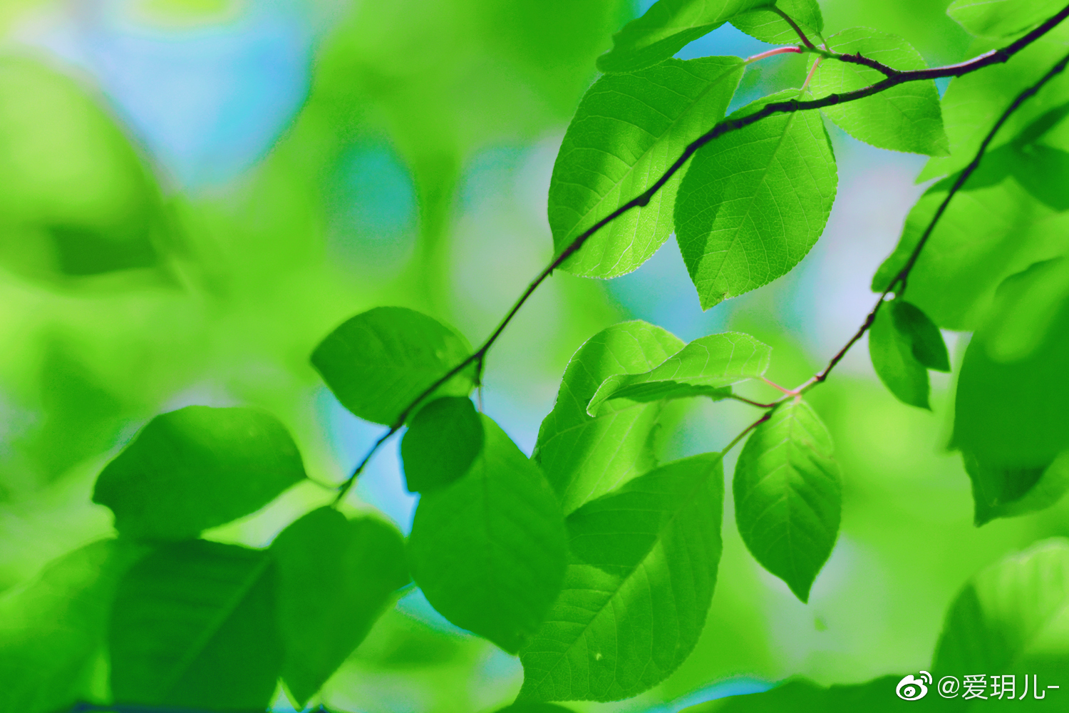 稠李的叶子清新美丽,原创摄影@中国图库冯飞燕 @中国图库tukuchina