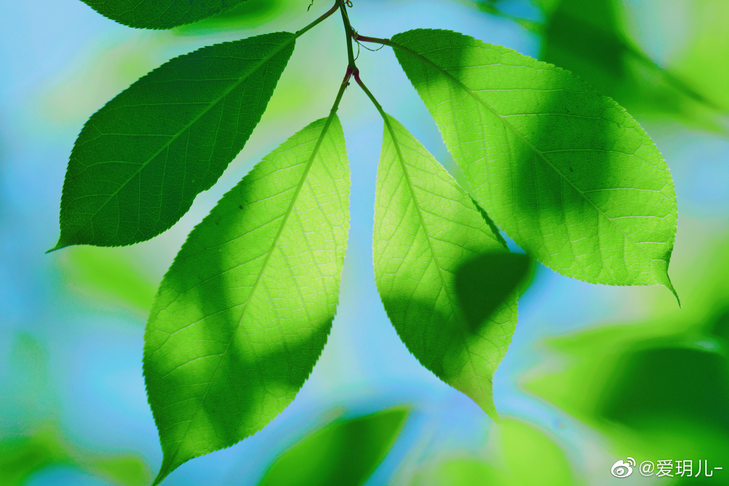 稠李的叶子清新美丽,原创摄影@中国图库冯飞燕 @中国图库tukuchina