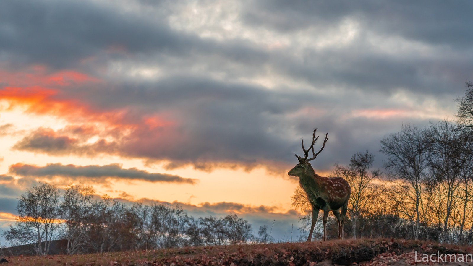 火烧云晚霞中的梅花鹿 id:lxwyh8i_高清图集_新浪网
