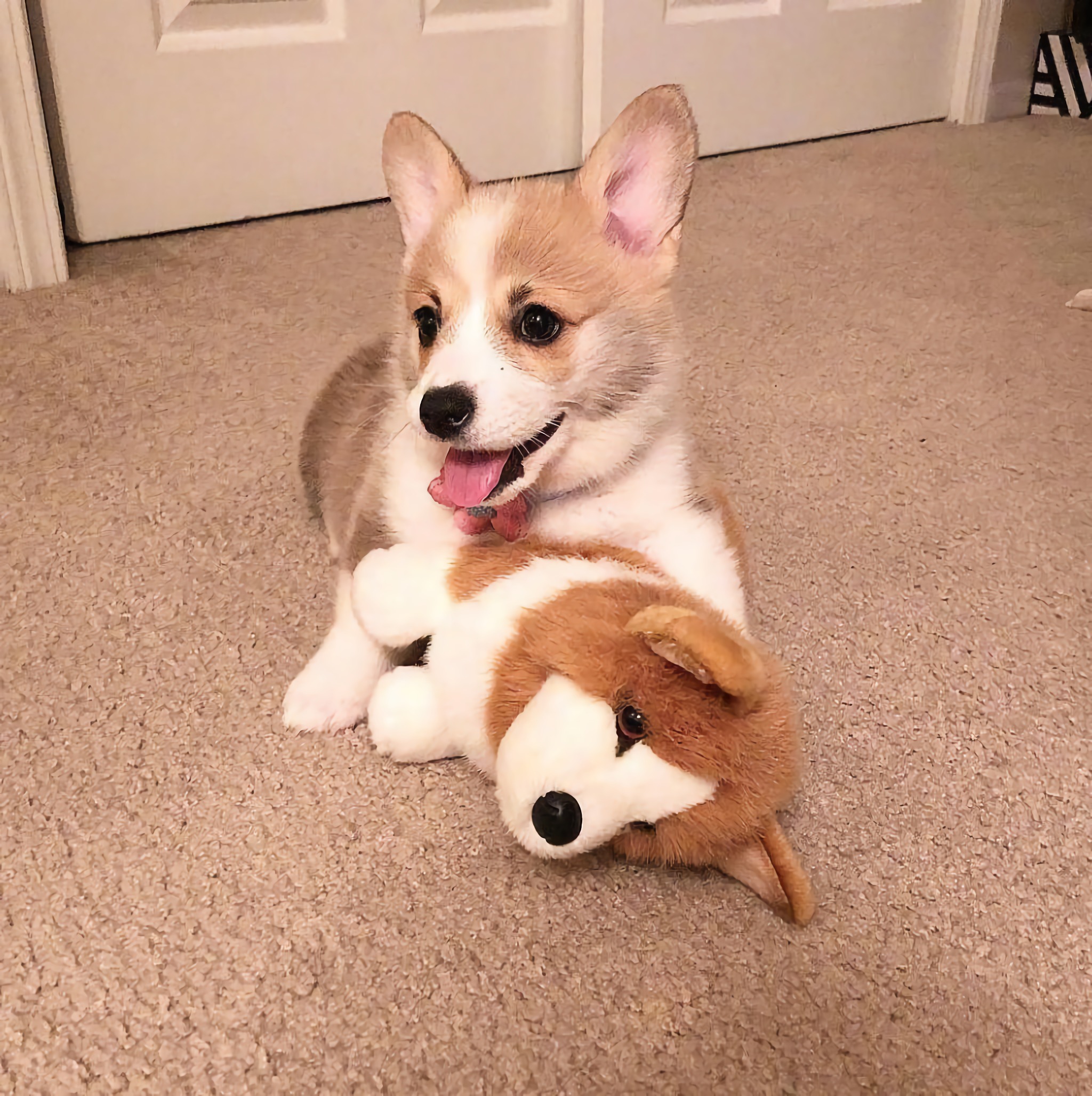 三个月大的小奶柯基lychee,模样都超级奶萌了