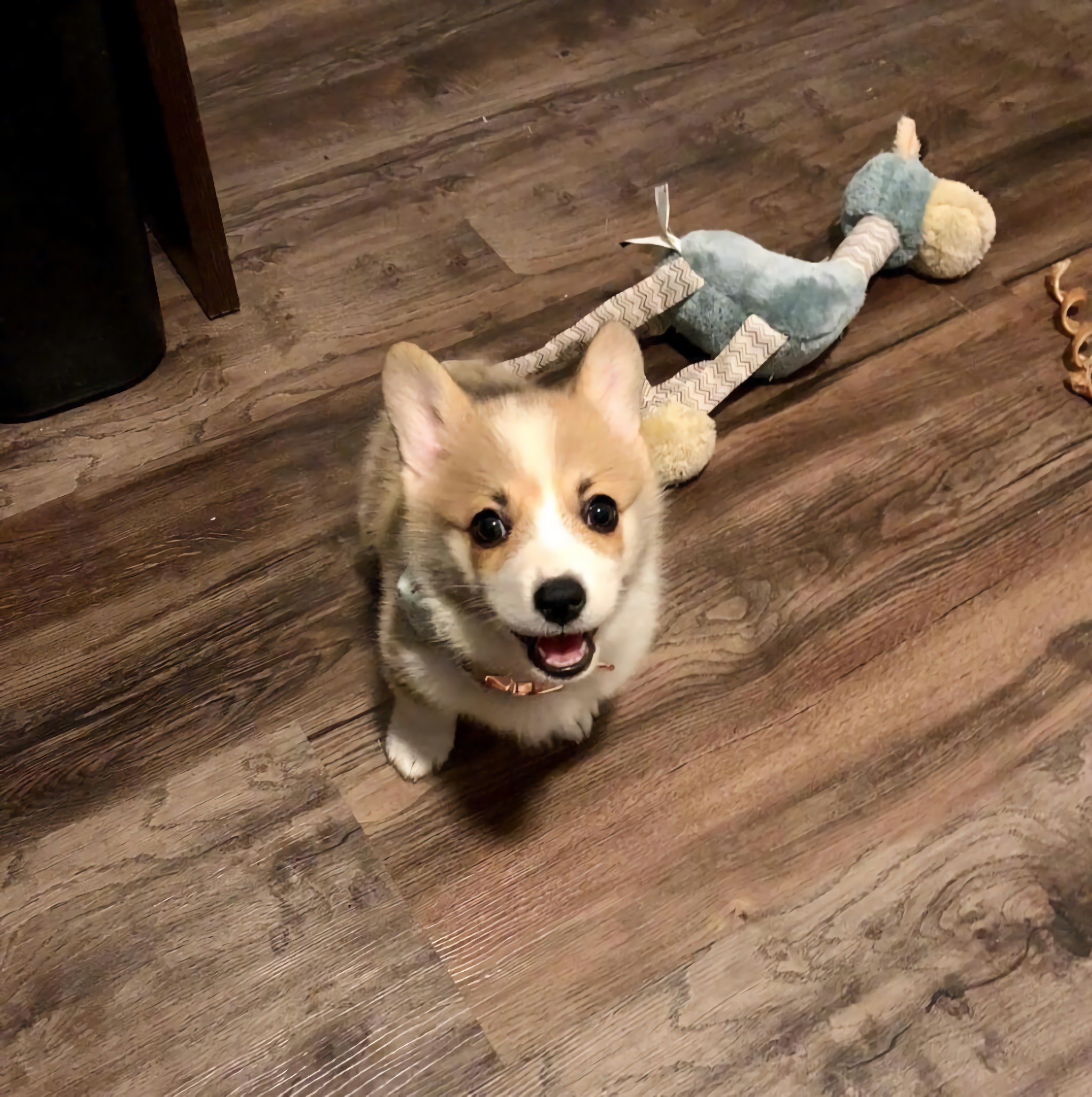 三个月大的小奶柯基lychee,模样都超级奶萌了