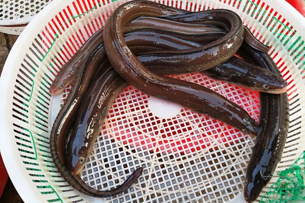 一条一斤半大鳗鳞鱼80一斤顾客二话不说买走活鳗鳞鱼市场走俏