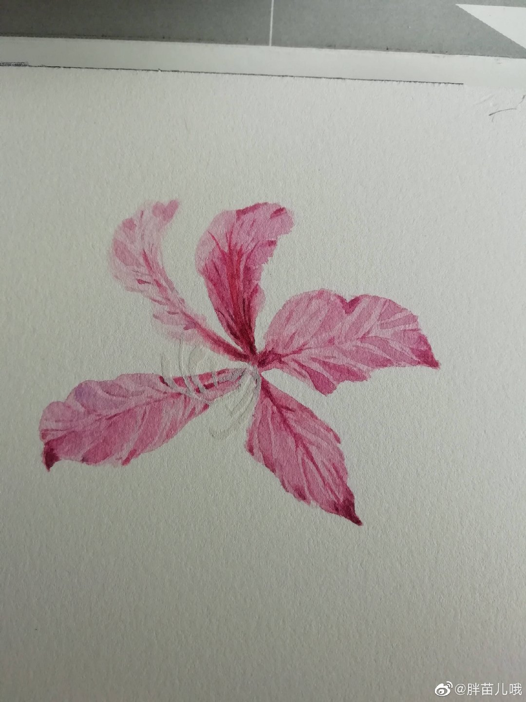 紫荆花67水彩过程投稿作者胖苗儿哦