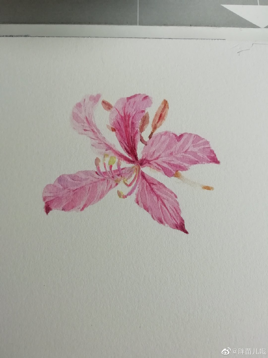 紫荆花 67水彩过程投稿作者:@胖苗儿哦