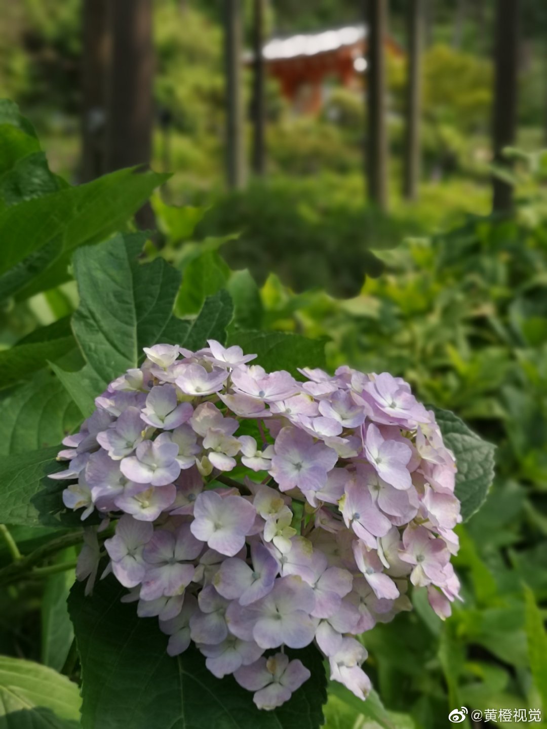 紫阳花 在中国是绣球花的旧称 据说花名是唐代白居易起的 紫阳花 在中国是绣球花的旧称 据说花名是唐代白居易起的