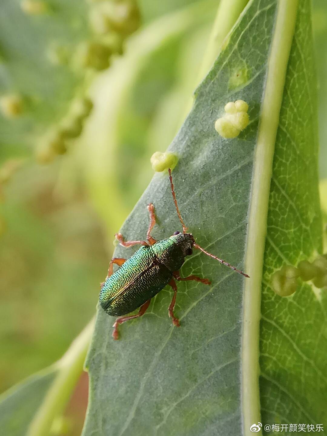 有很强的领地意识的英文怎么说?