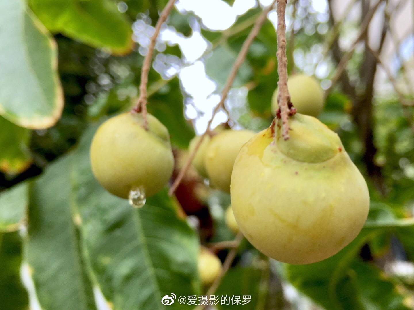 外出寻到这神奇的无患子树果壳含有皂素