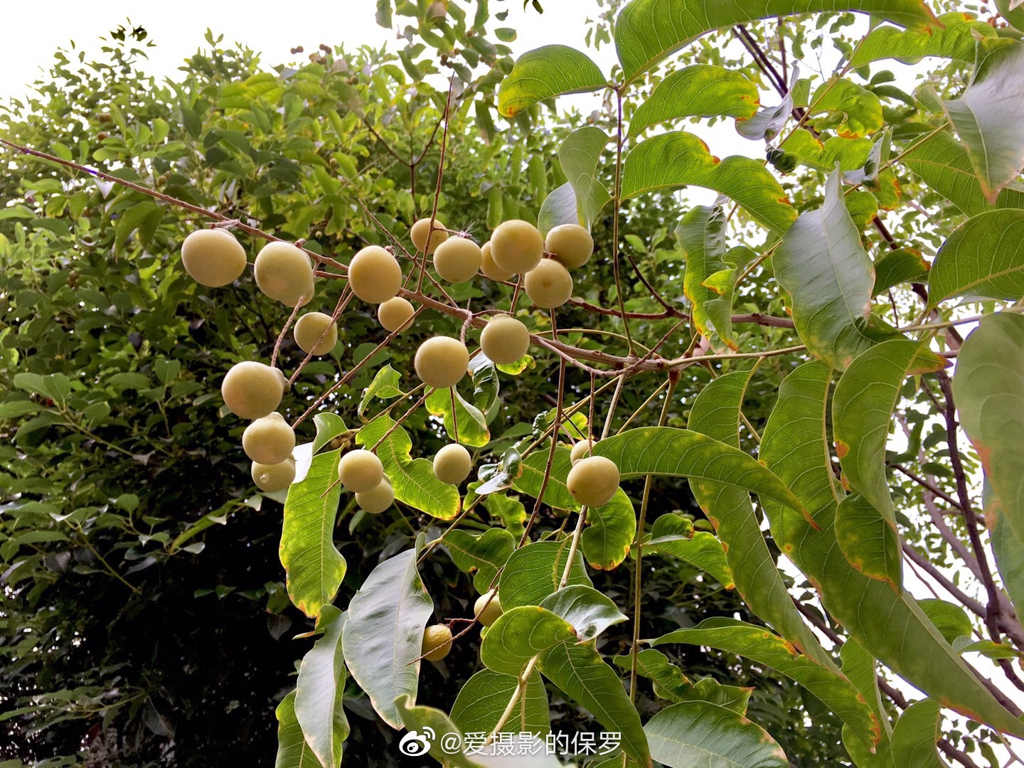 外出,寻到这神奇的无患子树(果壳含有皂素