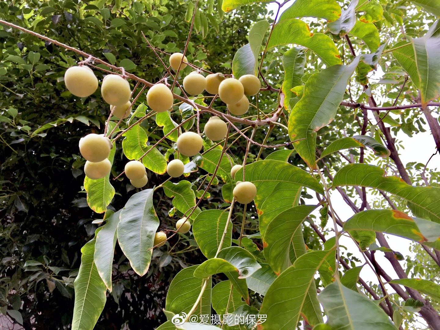 外出 寻到这神奇的无患子树 果壳含有皂素