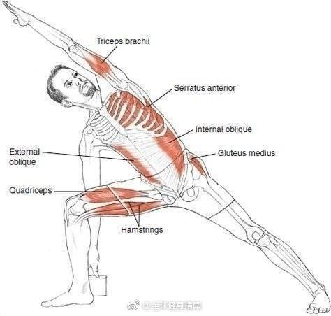 一些拉伸肌肉图解